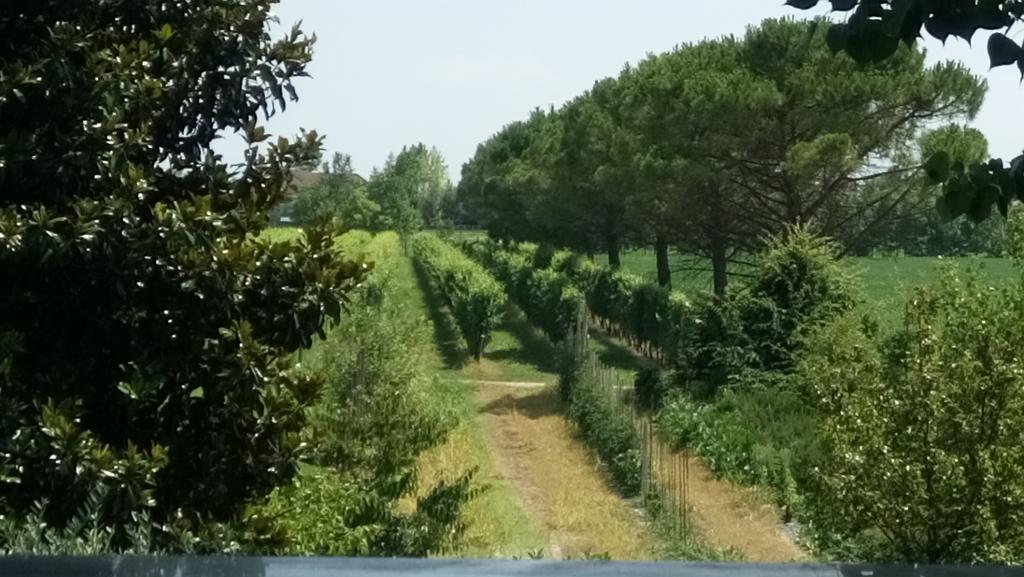 La Pioppa Agriturismo Sacile Ngoại thất bức ảnh